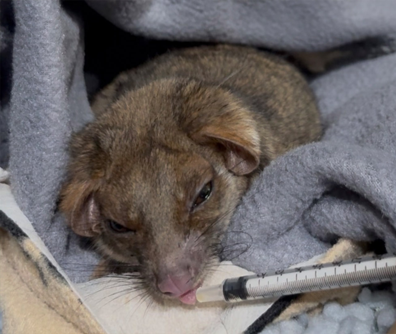 The Vets Sale & Loch Sport - Caring for Our Native Wildlife - Possum