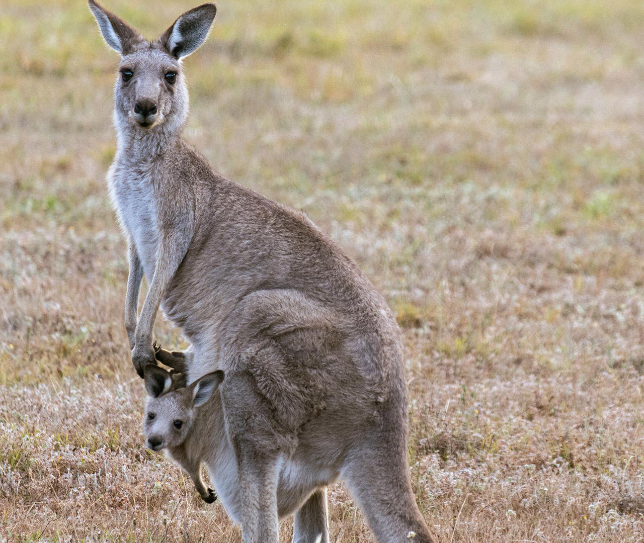 Caring for Our Native Wildlife