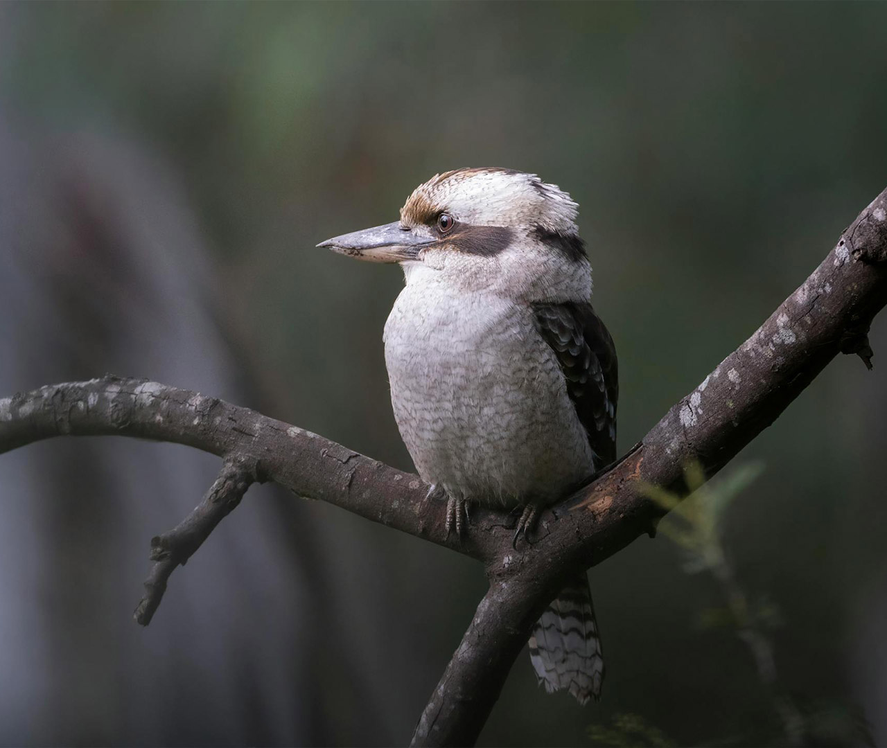 Caring for Our Native Wildlife